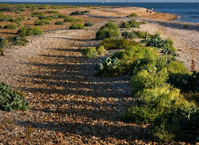 A pebbled beach with scattered vegetation and a distant view of the sea.