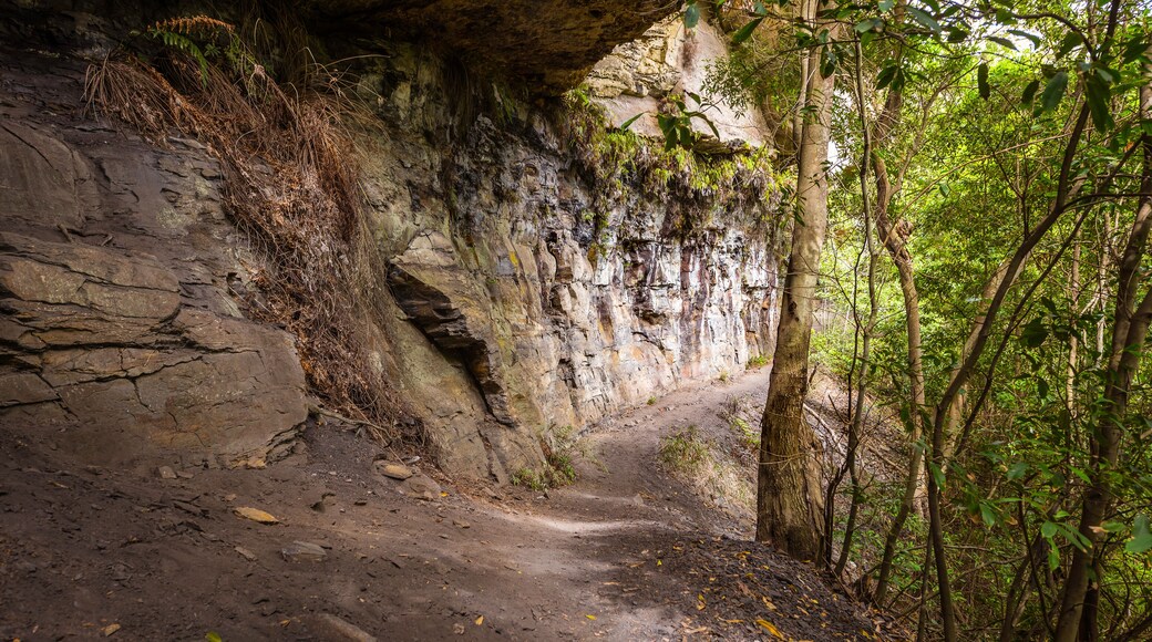 Fairy Bower Falls Track