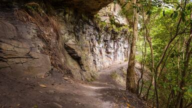 Fairy Bower Falls Track