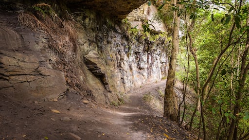 Fairy Bower Falls Track