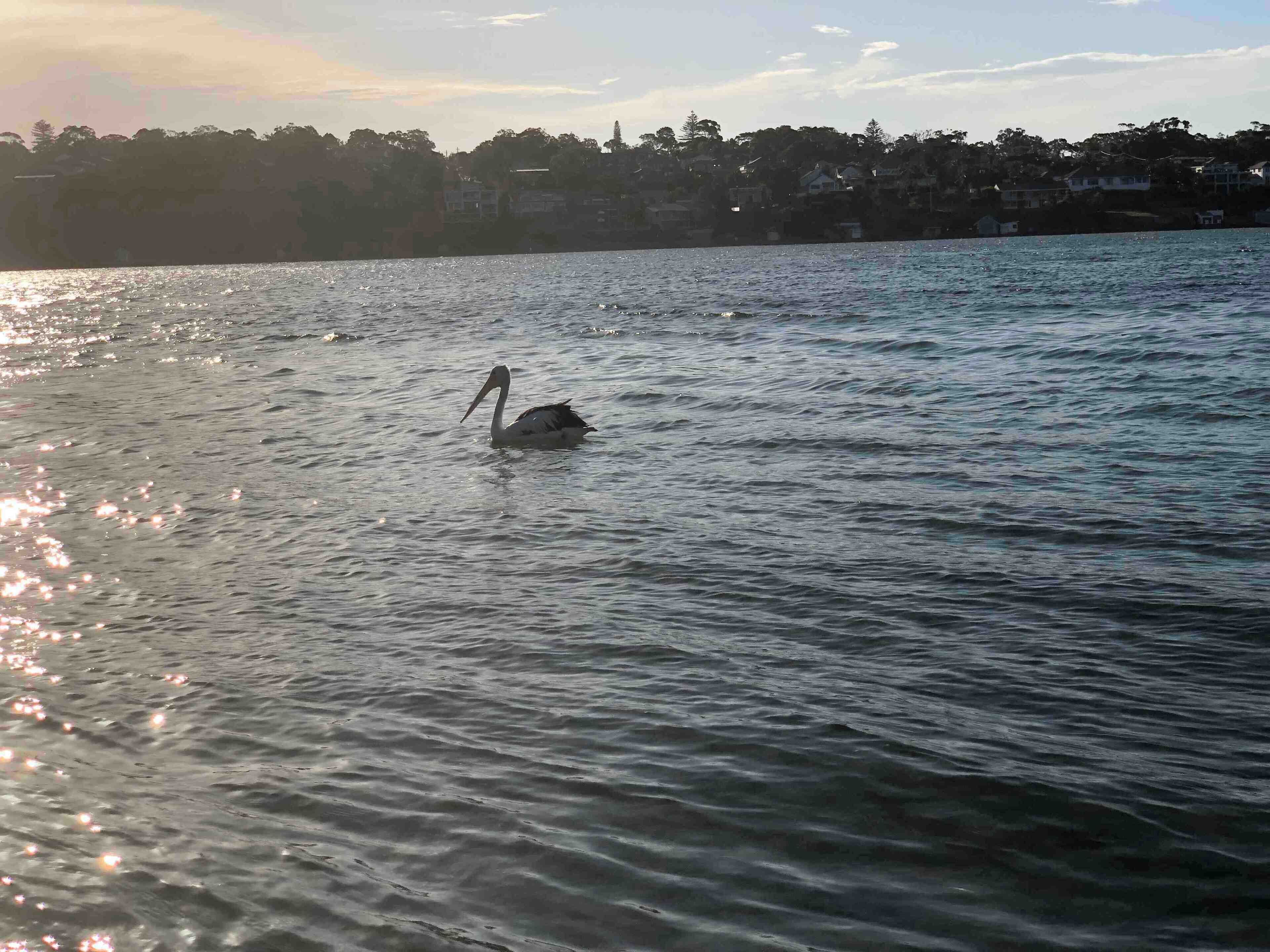 Beautiful lonely shallow beach with a lonely bird