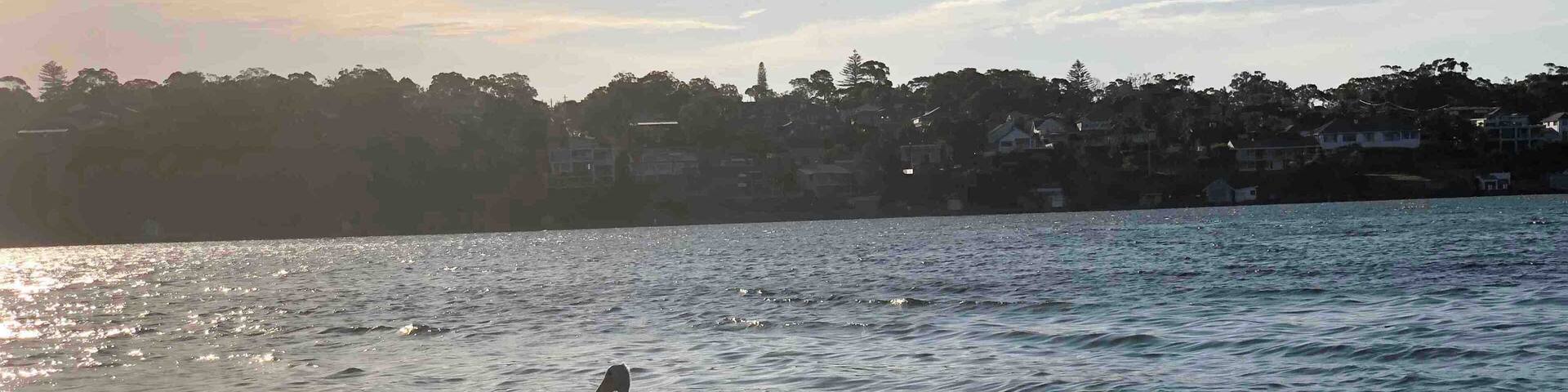 A pelican swimming in a body of water with a backdrop of a residential area and a sunset.