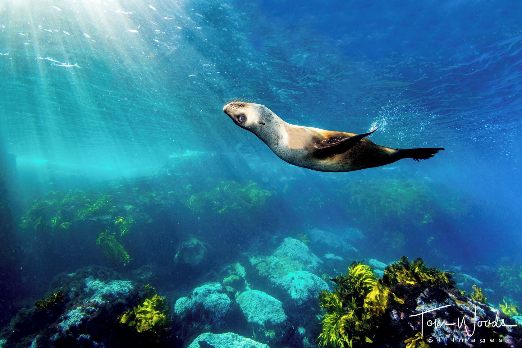 A seal swimming underwater with sunlight filtering through the water.