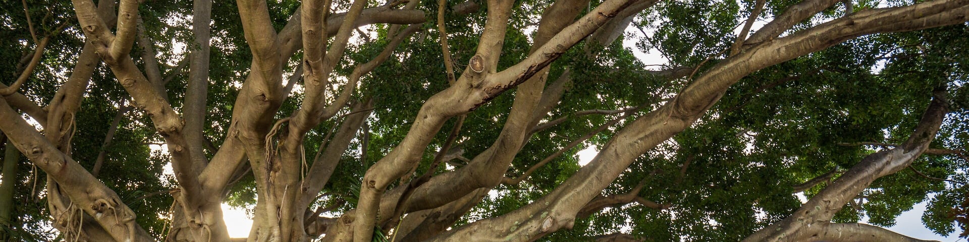 Sawtell featuring a small town or village