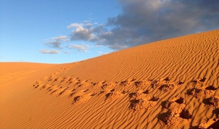 A little #desert in the middle of nowhere. Loved exploring the Perry Sandhills just outside of #mildure in western New South Wales. #australia #sand #dunes #nsw 