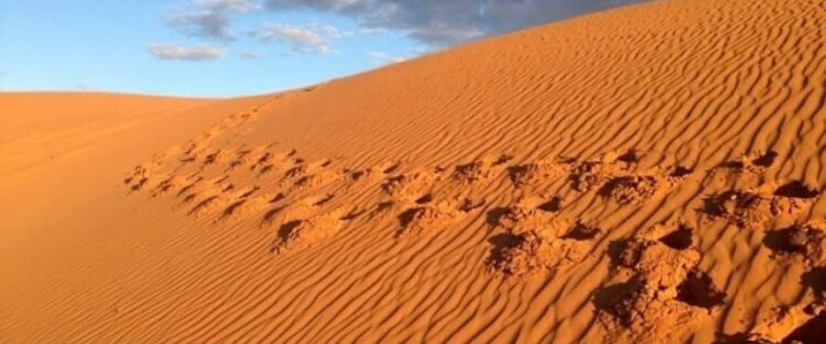 A little #desert in the middle of nowhere. Loved exploring the Perry Sandhills just outside of #mildure in western New South Wales. #australia #sand #dunes #nsw