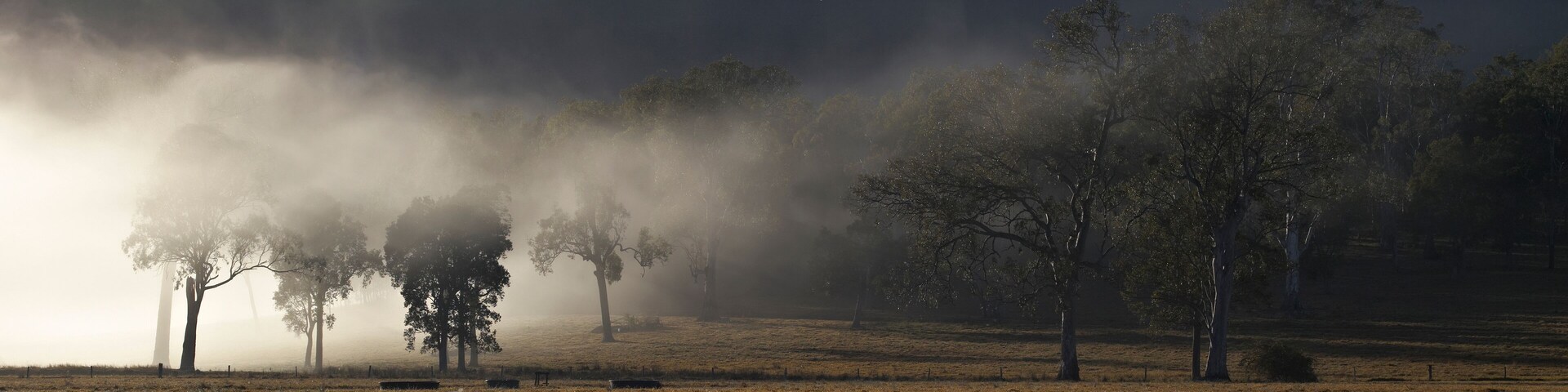 Un campo brumoso con árboles y una colina distante.