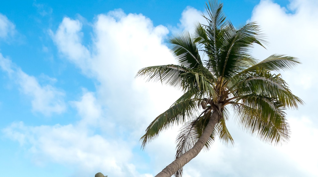 Couple on a coconut palm on a beach