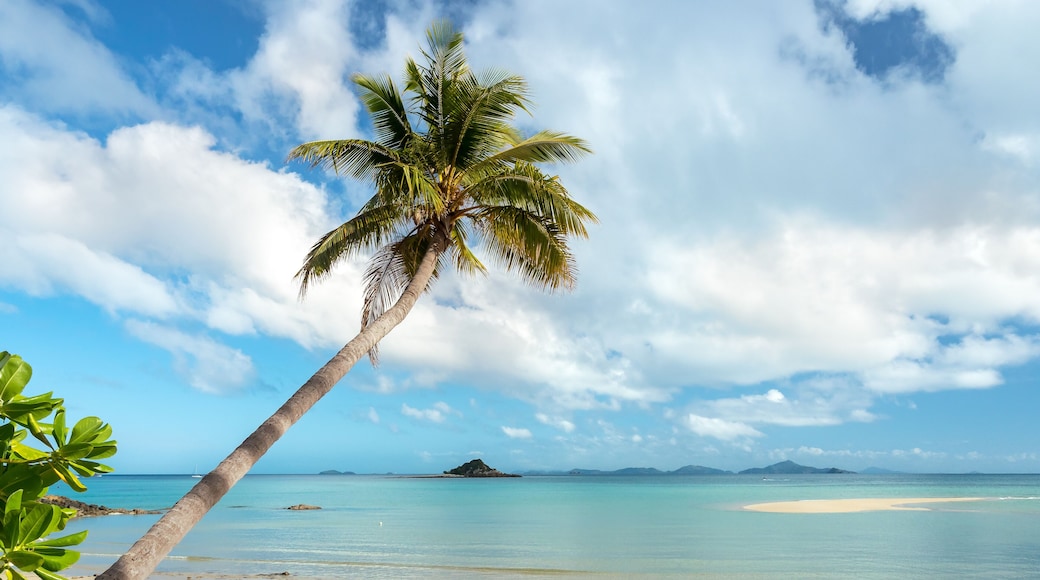 palm tree on the beach