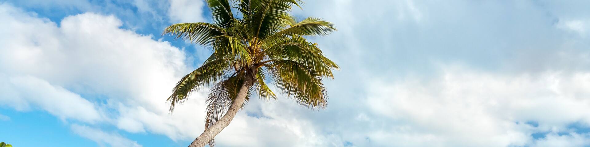 palm tree on the beach