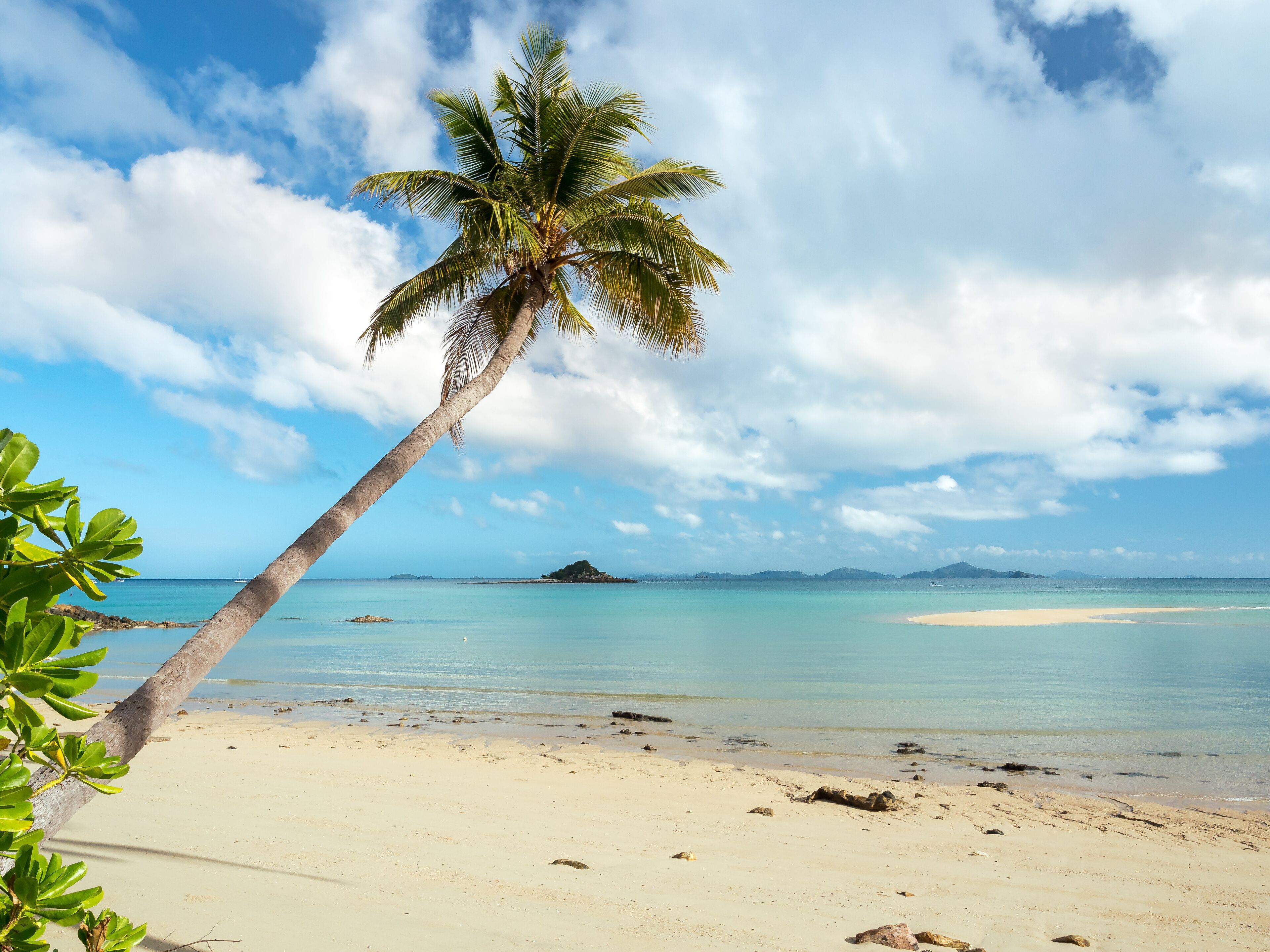 A beach with a palm tree, clear blue sky, and calm sea.
