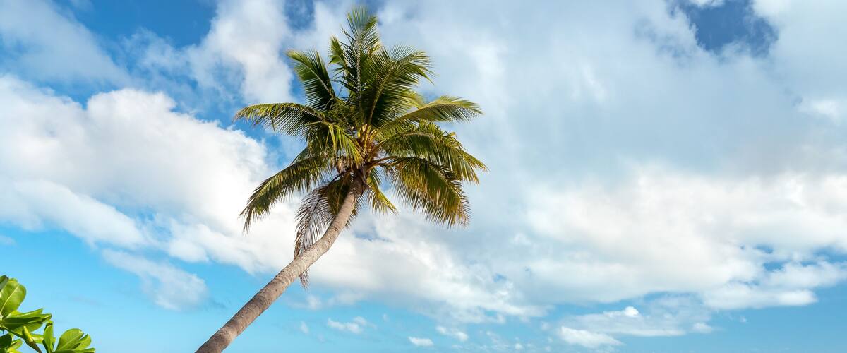 A beach with a palm tree, clear blue sky, and calm sea.