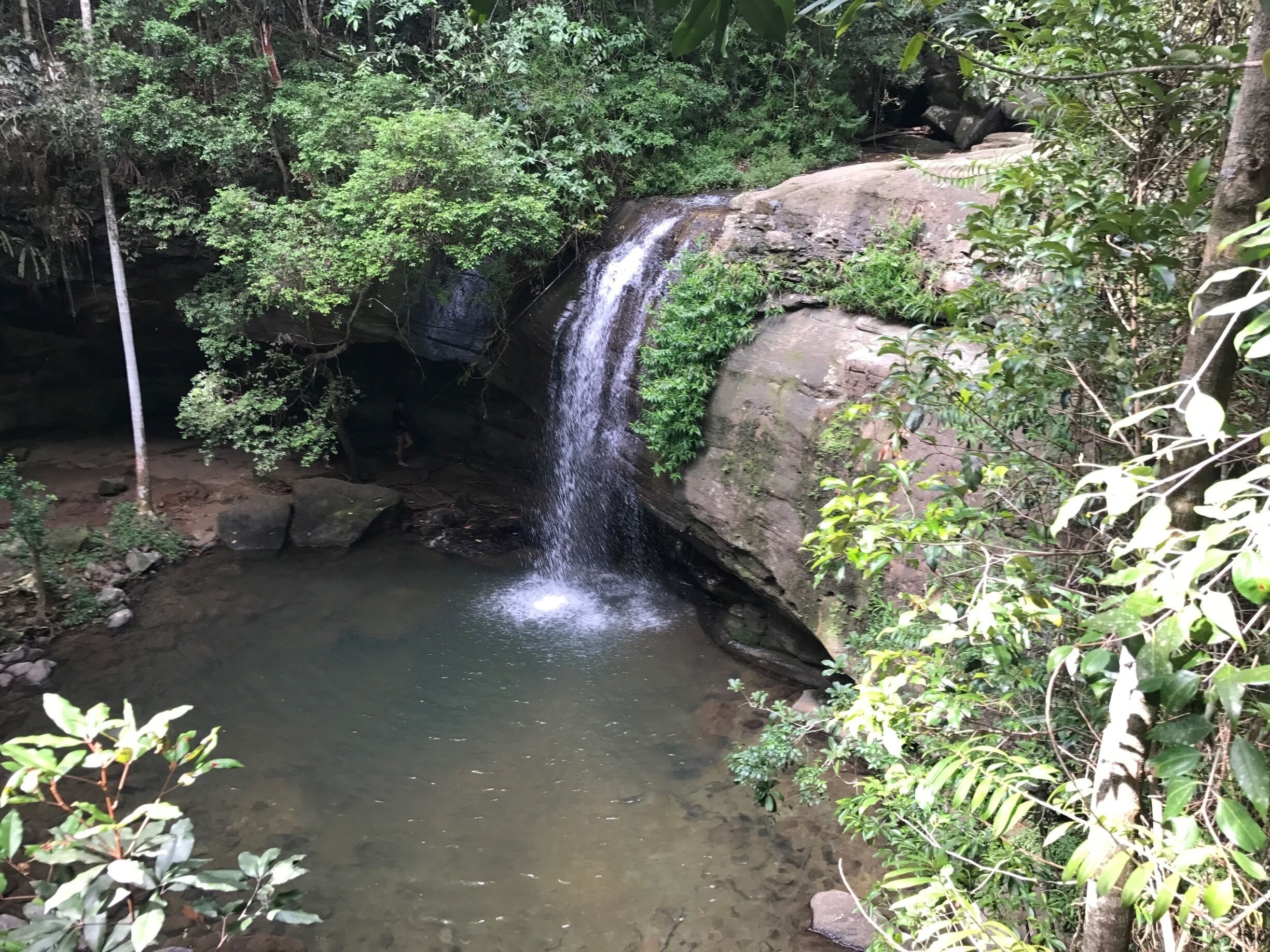 Nice little trek to the waterfalls at buderim in Queensland Australia #waterfalls #australia #green