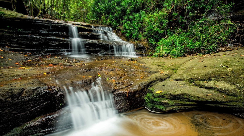 Exquisite cascades in the Buderim Forest. Spent the entire morning in this natural wonderland