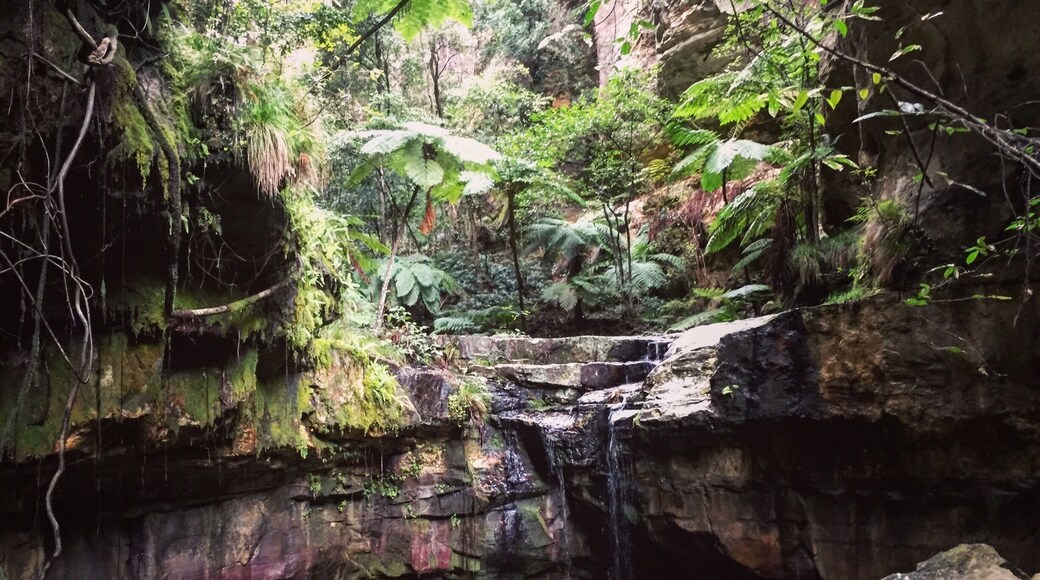 Moss gardens, well worth hiking part of the 18km walks winding through Carnarvon Gorge, Queensland.