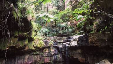 Moss gardens, well worth hiking part of the 18km walks winding through Carnarvon Gorge, Queensland.