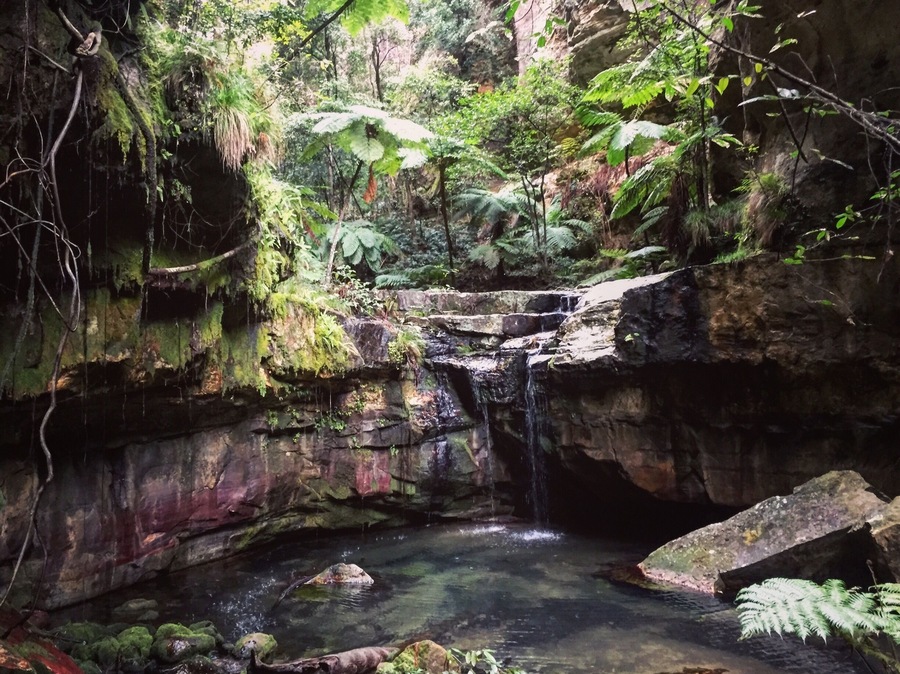 Moss gardens, well worth hiking part of the 18km walks winding through Carnarvon Gorge, Queensland.