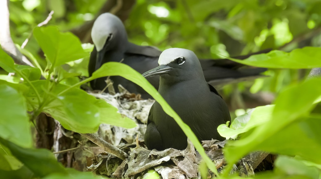 close up of a white capped noddy on a nest at heron island