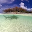 A clear shallow sea with a shark swimming near the shore, a rocky outcrop, and a forested island in the background.