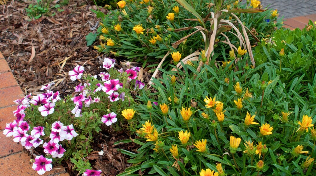 Milton caracterizando flores silvestres