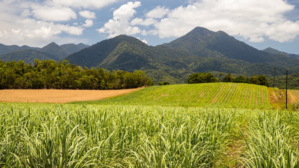 A lush green field with a mountain range in the background.