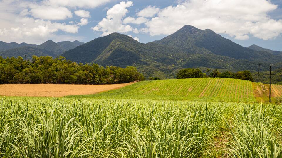 A lush green field with a mountain range in the background.