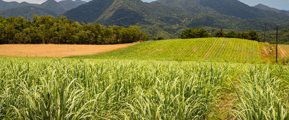 A lush green field with a mountain range in the background.