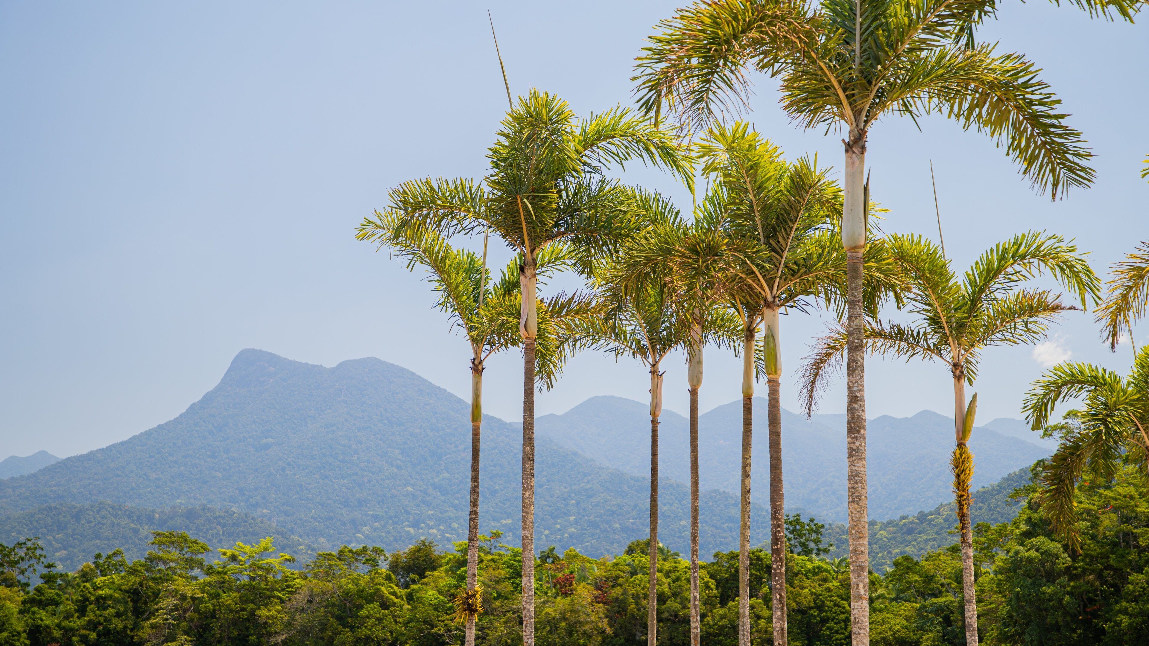 Tall palm trees in a tropical landscape with a mountain in the background.