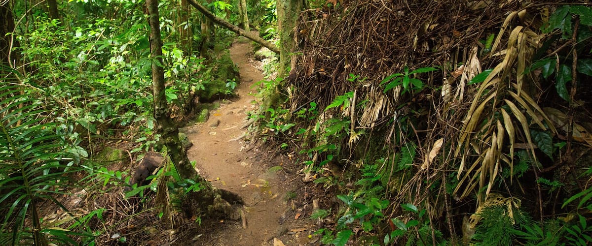 A forested trail with dense vegetation and a muddy path.