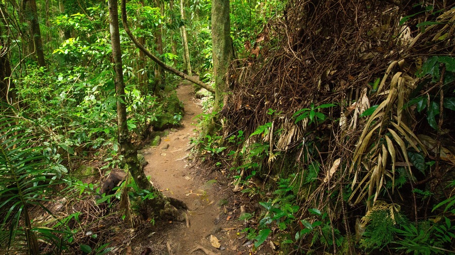 Uma trilha arborizada com vegetação densa e um caminho enlameado.