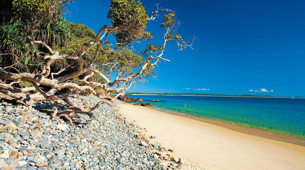 Noosa Heads showing tropical scenes and a sandy beach
