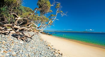 Noosa Heads montrant scĂšnes tropicales et plage