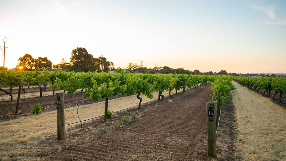 A vineyard with rows of grapevines and a dirt path.