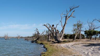 Lake Bonney Panorama, Barmera, South Australia. Popular area for camping and water sports. Australian touring destination.