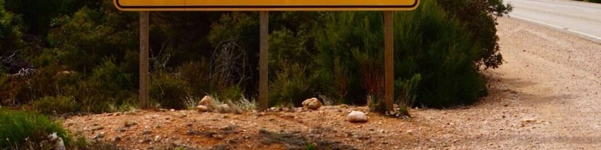 Ahhh the famous Australian roadsigns :) We've spotted Kangaroos & Wallabies, Wombats, Emus, Kookaburras and a hitchhiking Koala.
Yep. The big little fella was sat next to the road completely unfazed by the cars staring at us - he really looked as if he was about to ask us to stop to catch a ride. :)
Lots & lots of driving ahead - the Nullarbor desert is a tough one. Looong roads that look the same for endless of hours.
Have a lovely week-end everyone :)
#alifefullofserendipity #serendipitytess #travel #traveling #travelblog #travelingram #australia #outback #aussieroadsigns #roadsign #road #adventure #camping #nullarbor #desert #photo #photooftheday #troveon