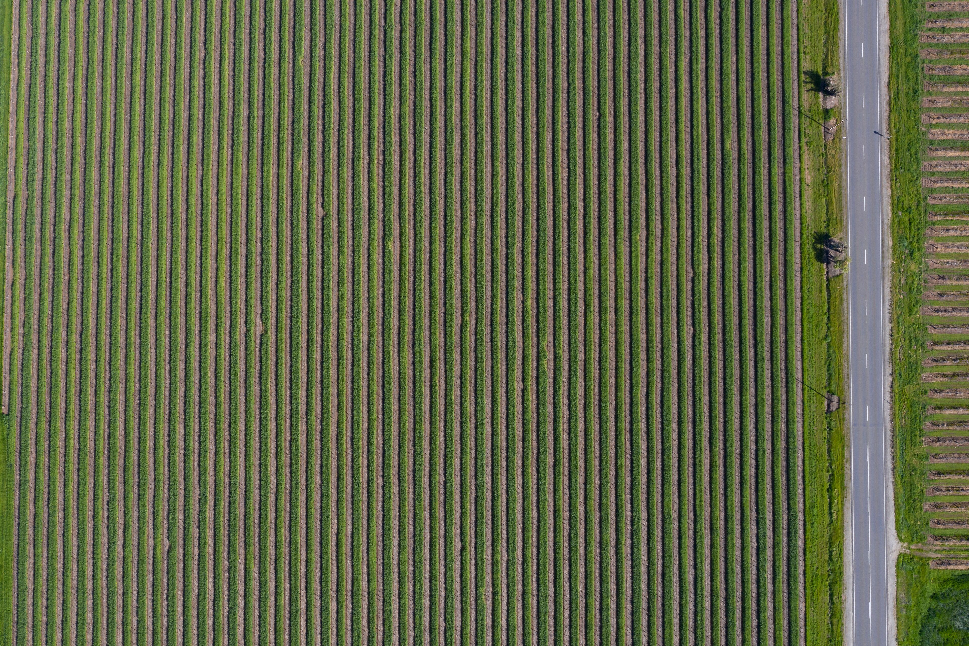 Aerial top down view of a vineyard next to a road in the Barossa Valley, South Australia