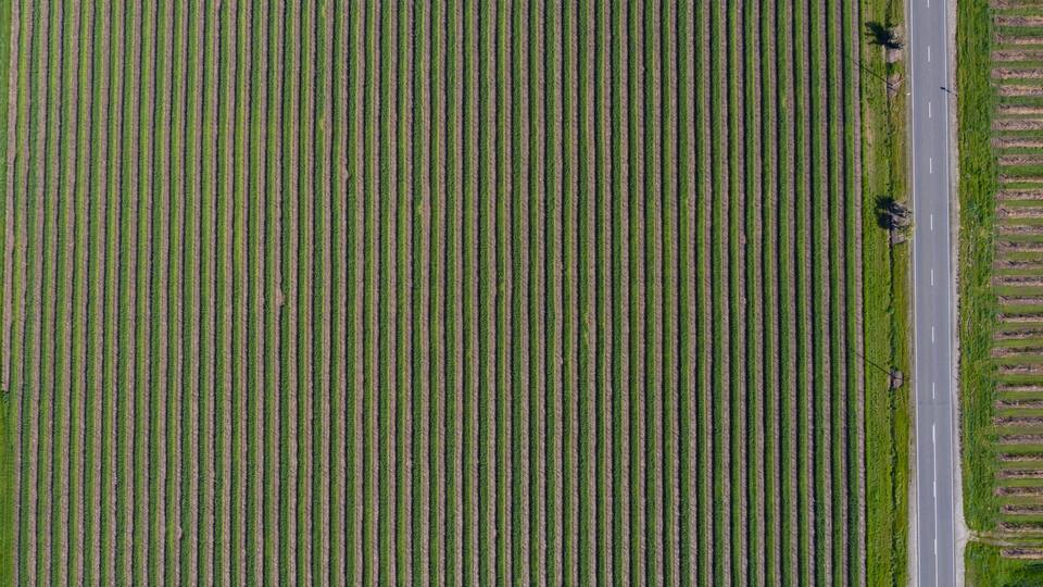 A vast agricultural field with parallel crop rows and a road adjacent to it.