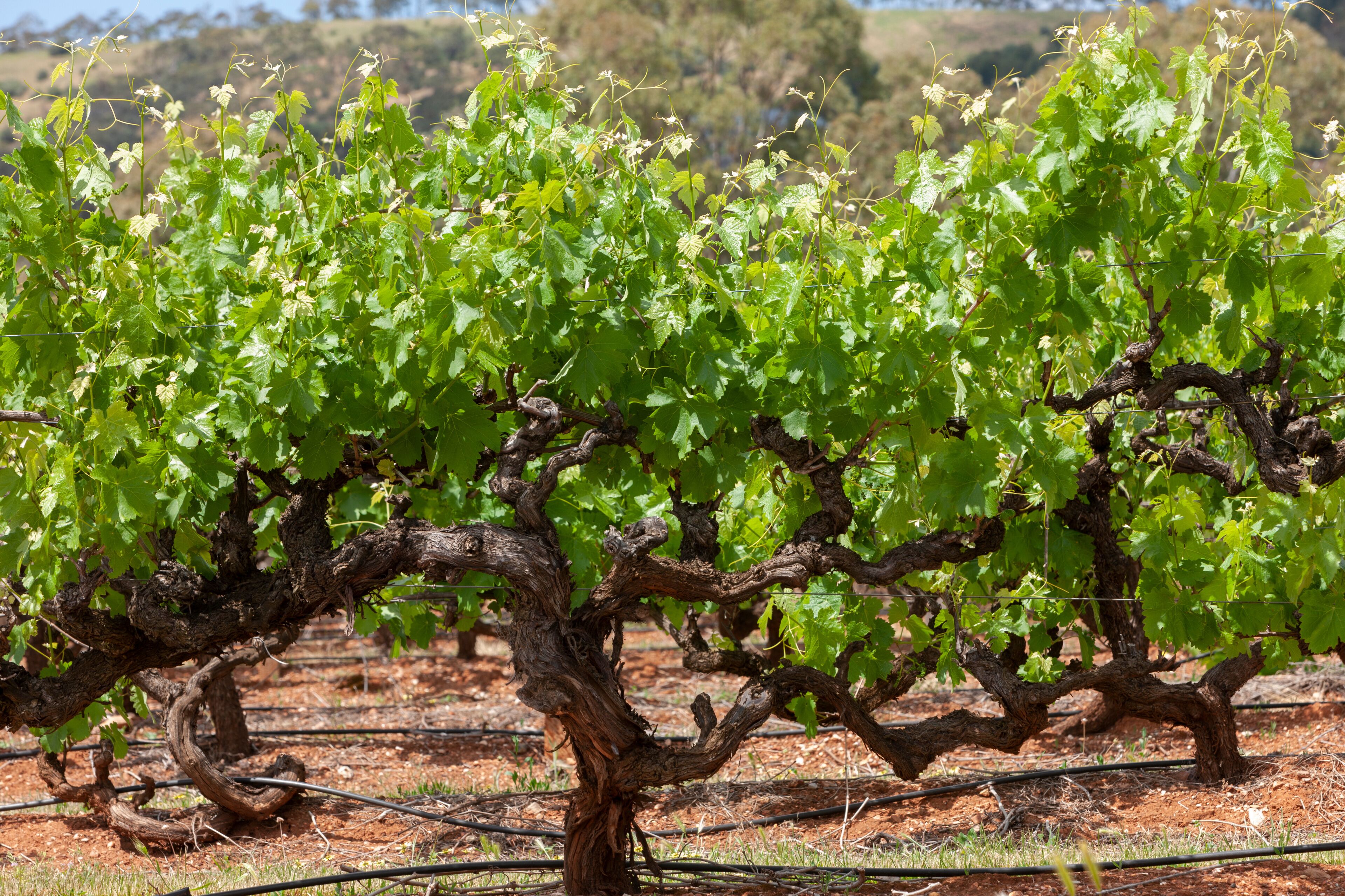 A vineyard with rows of grapevines and a dry, reddish soil background.
