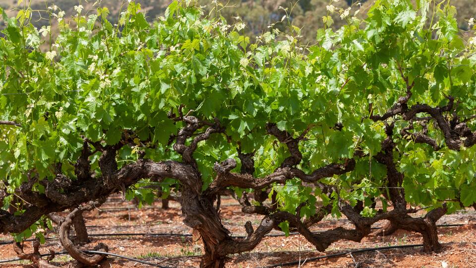 A vineyard with rows of grapevines and a dry, reddish soil background.