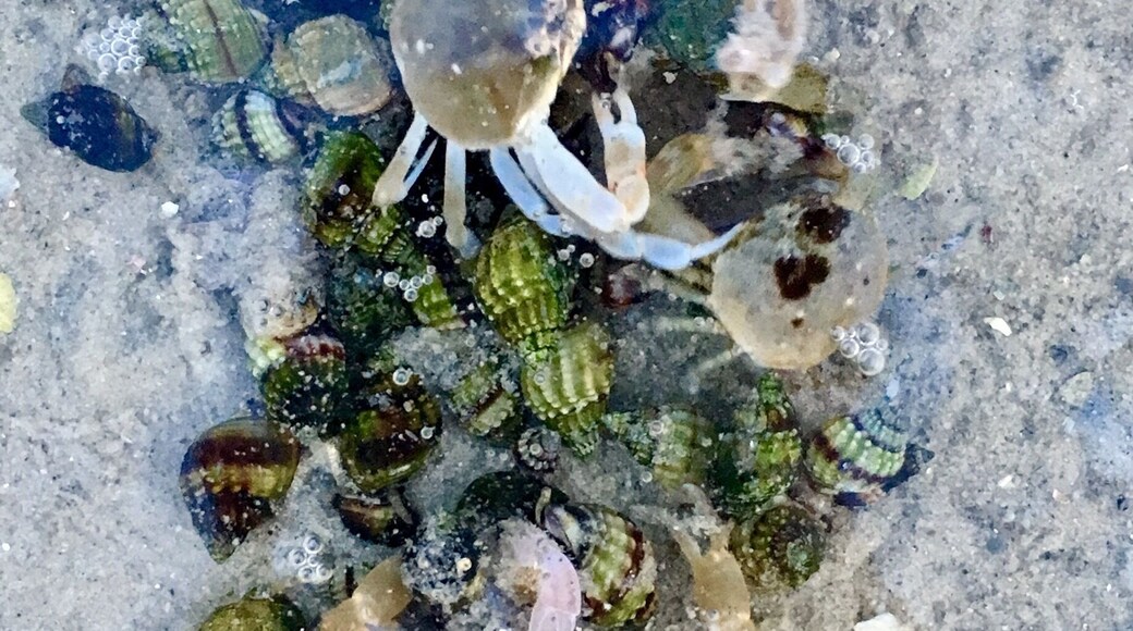 Five Mile Beach along side Pittwater in Hobart, Tasmania is not your usual beach. More a shallow lagoon that is mostly calm and therefore a great place for reflective photography. The water is so clear, shooting straight down you can clearly see all the wonderful marine life scurrying along the sand. ... wear gumboots if visiting here, they'll stop the crabs from biting your toes.