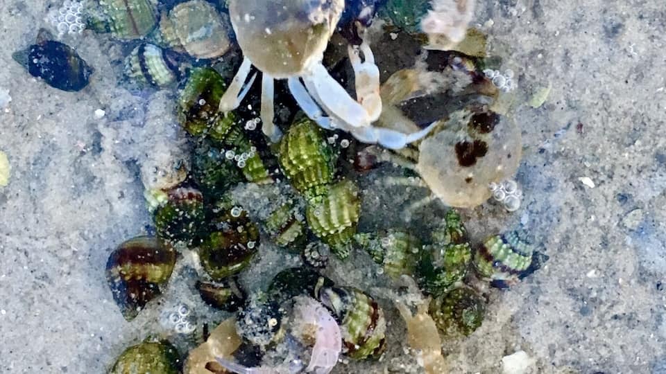 Five Mile Beach along side Pittwater in Hobart, Tasmania is not your usual beach. More a shallow lagoon that is mostly calm and therefore a great place for reflective photography. The water is so clear, shooting straight down you can clearly see all the wonderful marine life scurrying along the sand. ... wear gumboots if visiting here, they'll stop the crabs from biting your toes.
