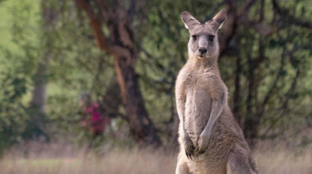 This was one of the best stops along the Great Ocean Drive. We'd read on a blog that this was a small detour but totally worth it as we could see kangaroos up close and literally in the wild.
#EndlessSummer