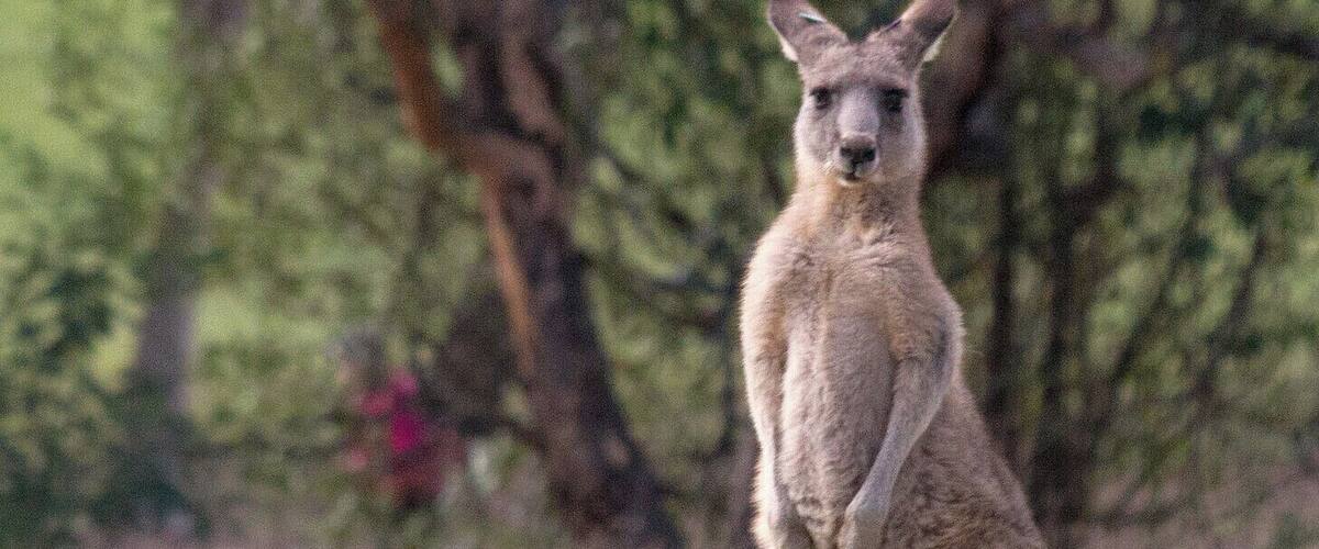 This was one of the best stops along the Great Ocean Drive. We'd read on a blog that this was a small detour but totally worth it as we could see kangaroos up close and literally in the wild.
#EndlessSummer