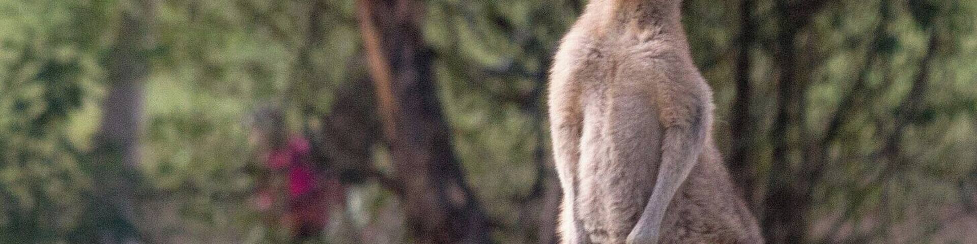 This was one of the best stops along the Great Ocean Drive. We'd read on a blog that this was a small detour but totally worth it as we could see kangaroos up close and literally in the wild.
#EndlessSummer