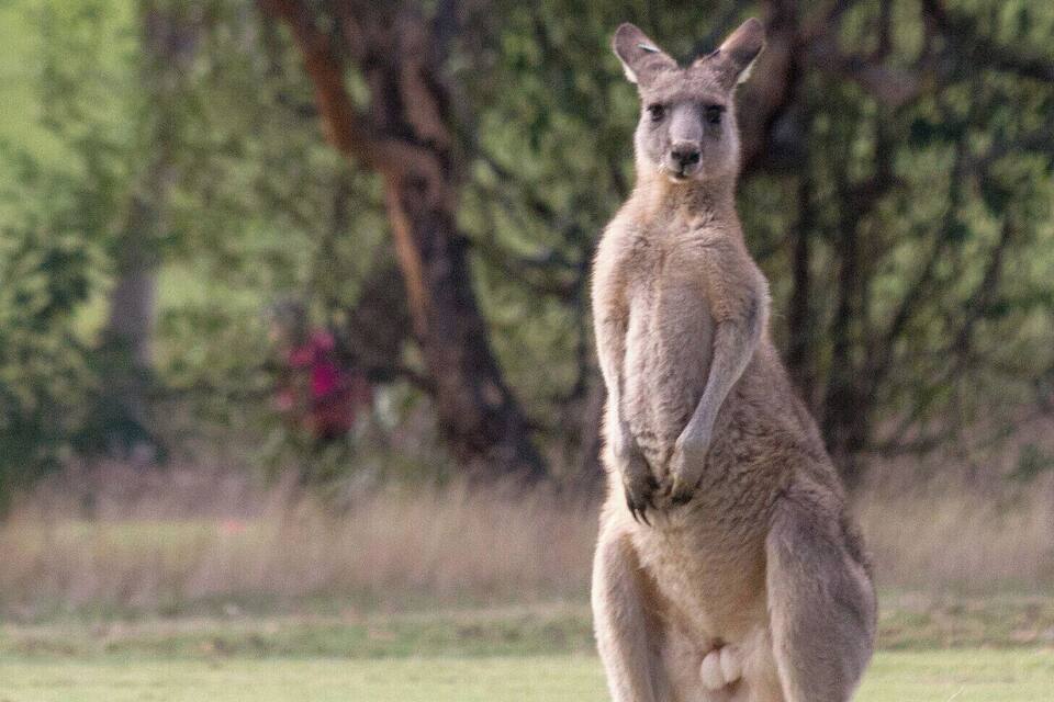 A kangaroo standing in a grassy field with trees in the background.