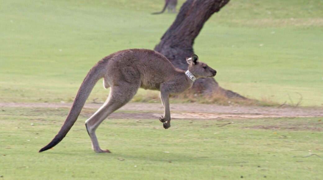 As we prepared to head out from Melbourne to venture onto the Great Ocean Road i'd stumbled across in a guidebook a recommendation to stop by the Anglesea Golf Club about an hour and a half on route which became well known for it's kangaroos that like to hang out on the course.
#localsecrets