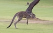 A kangaroo walking across a grassy field with a tree in the background.