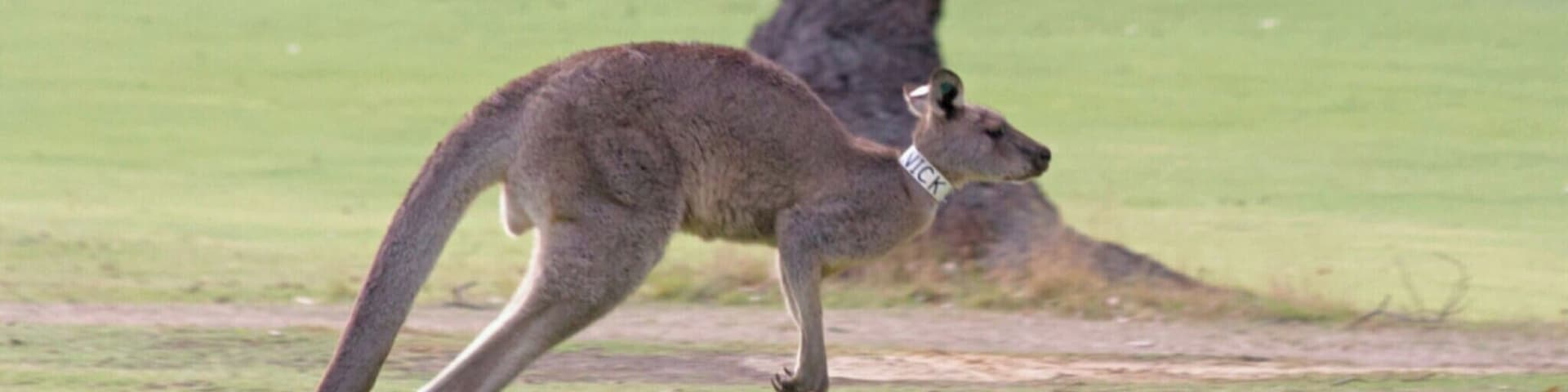 As we prepared to head out from Melbourne to venture onto the Great Ocean Road i'd stumbled across in a guidebook a recommendation to stop by the Anglesea Golf Club about an hour and a half on route which became well known for it's kangaroos that like to hang out on the course.
#localsecrets