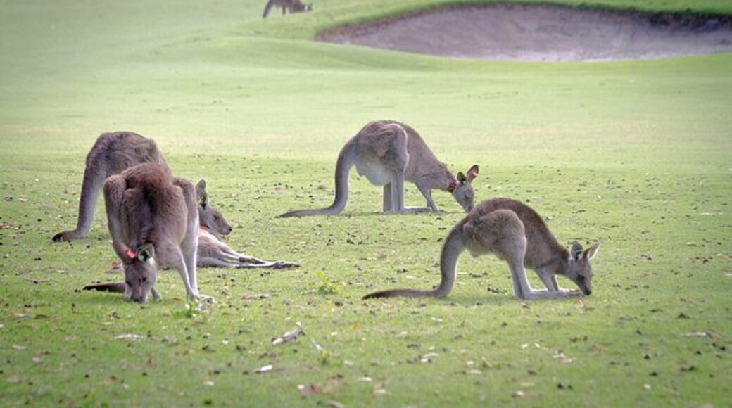 As we prepared to head out from Melbourne to venture onto the Great Ocean Road i'd stumbled across in a guidebook a recommendation to stop by the Anglesea Golf Club about an hour and a half on route which became well known for it's kangaroos that like to hang out on the course.
#roadtrip #australia #greatoceanroad
