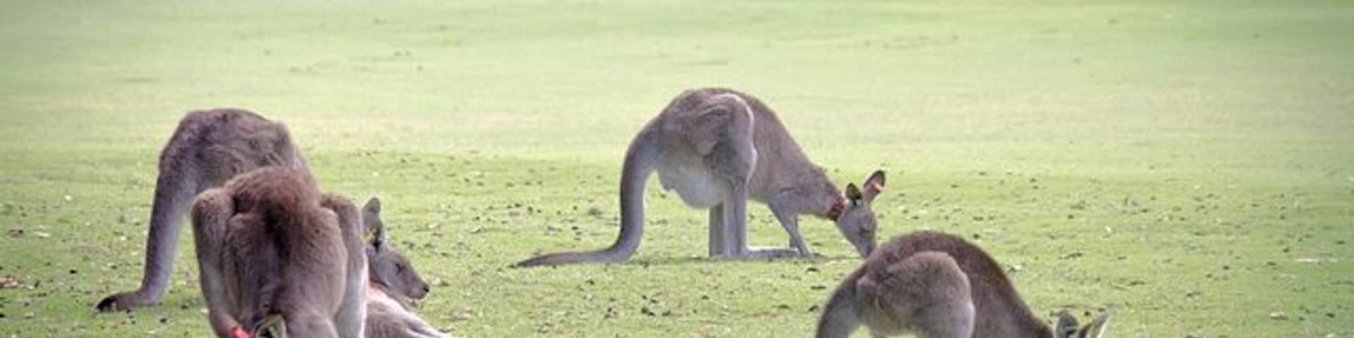As we prepared to head out from Melbourne to venture onto the Great Ocean Road i'd stumbled across in a guidebook a recommendation to stop by the Anglesea Golf Club about an hour and a half on route which became well known for it's kangaroos that like to hang out on the course.
#roadtrip #australia #greatoceanroad
